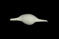 藏品(長菱角螺)的圖片